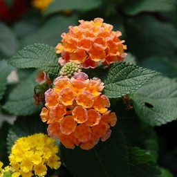 ランタナ