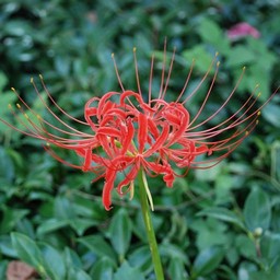 彼岸花