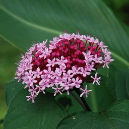 紫の花