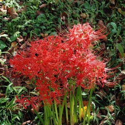 彼岸花