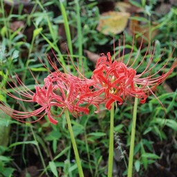 彼岸花