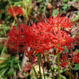 彼岸花