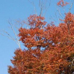 モミジ(紅葉)