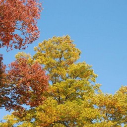 モミジ(紅葉)
