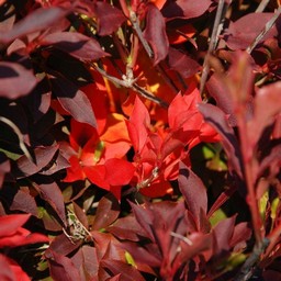 モミジ(紅葉)