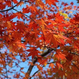 モミジ(紅葉)