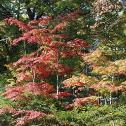モミジ(紅葉)