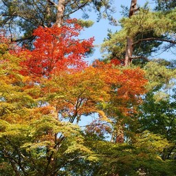 モミジ(紅葉)