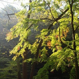モミジ(紅葉)