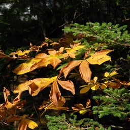 紅葉