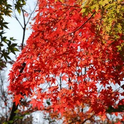 モミジ(紅葉)