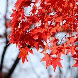 モミジ(紅葉)