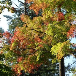 モミジ(紅葉)