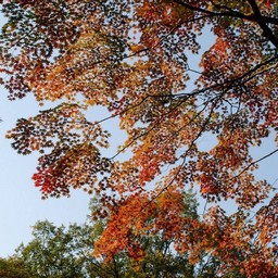 モミジ(紅葉)