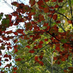 モミジ(紅葉)