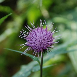 紫の花