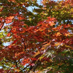 モミジ(紅葉)