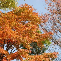 モミジ(紅葉)