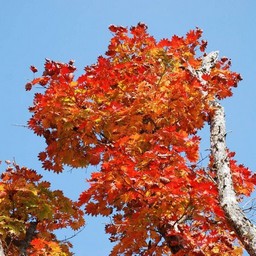 モミジ(紅葉)