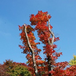 モミジ(紅葉)