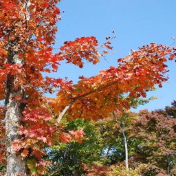 モミジ(紅葉)