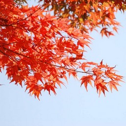 モミジ(紅葉)