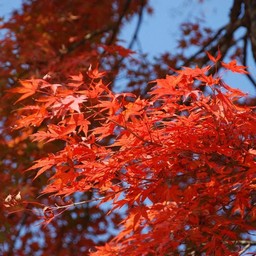 モミジ(紅葉)