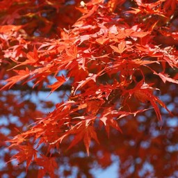 モミジ(紅葉)