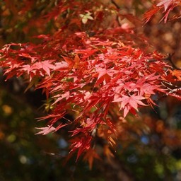 モミジ(紅葉)