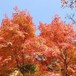 モミジ(紅葉)