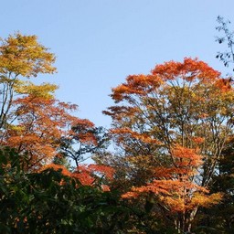 モミジ(紅葉)