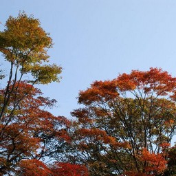 モミジ(紅葉)