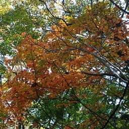 モミジ(紅葉)