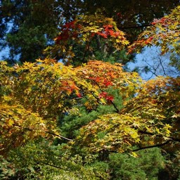 モミジ(紅葉)