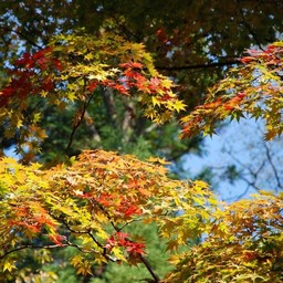 モミジ(紅葉)