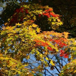 モミジ(紅葉)