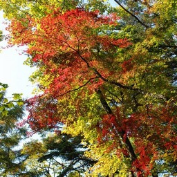 モミジ(紅葉)