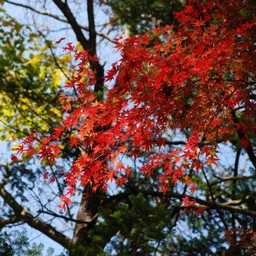 モミジ(紅葉)