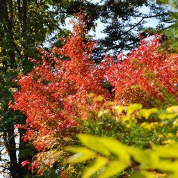 モミジ(紅葉)