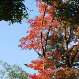 モミジ(紅葉)