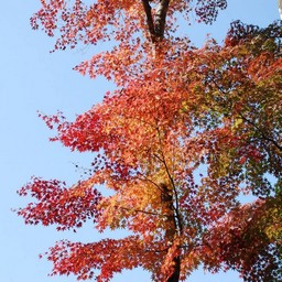 モミジ(紅葉)