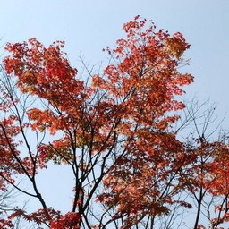 モミジ(紅葉)
