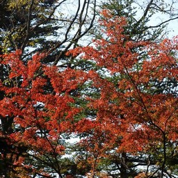 モミジ(紅葉)