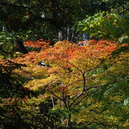 モミジ(紅葉)