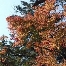 モミジ(紅葉)