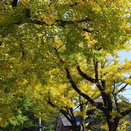 モミジ(紅葉)