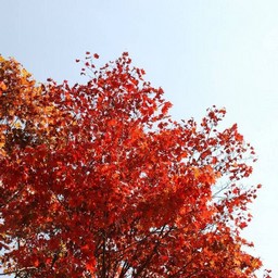 モミジ(紅葉)