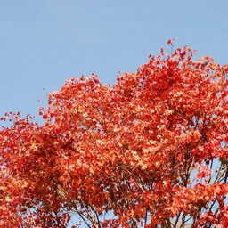 モミジ(紅葉)