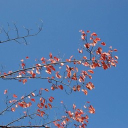 紅葉