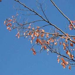 紅葉